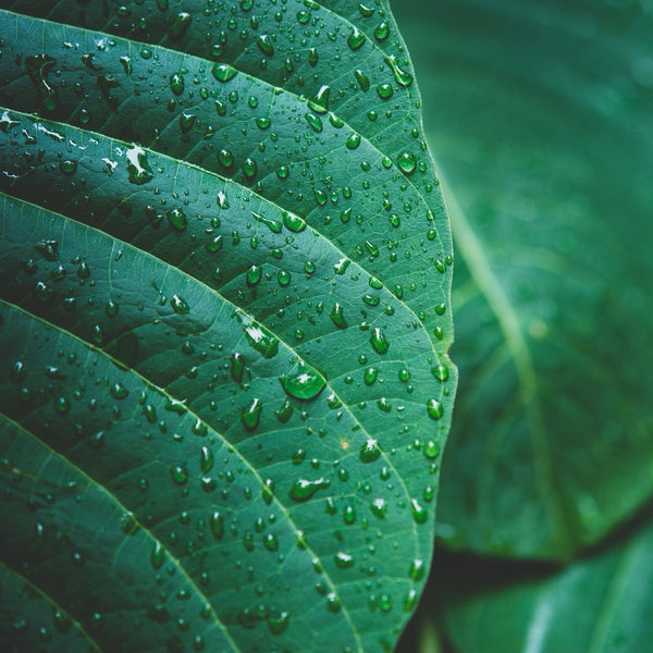 Green Collection