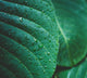 Green Collection